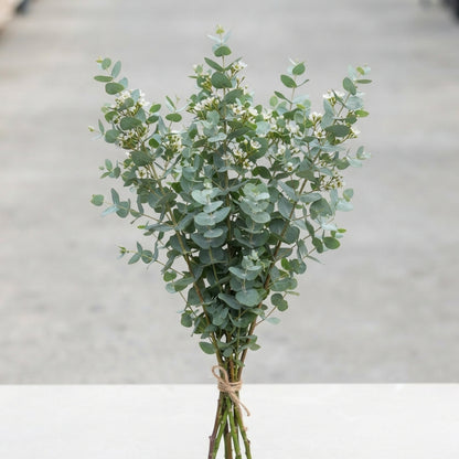 FeedSync:wholesale:aaf7137ba6723d7ada1ce13e458fdd2b0fd05cd5