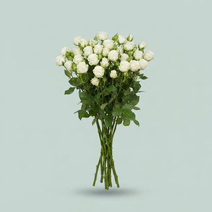 Spray Rose - Rosa - White Balloons+