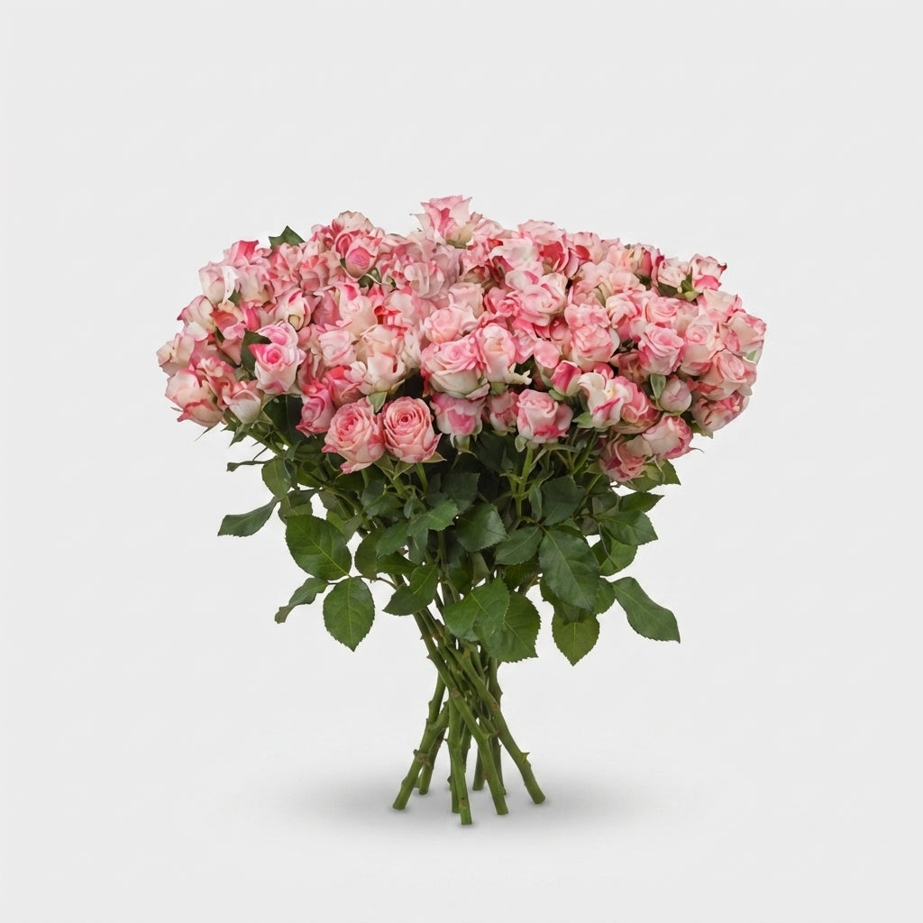 FeedSync:wholesale:bfe0ed2b80e72c23a8f3d8deab3b768bb0afc723