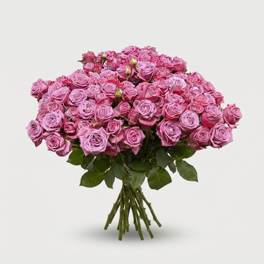 Spray Rose - Rosa - Purple Queen