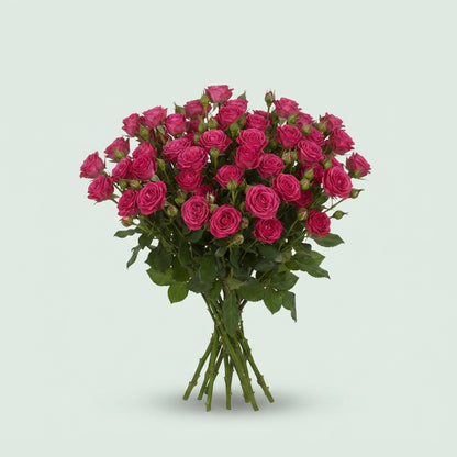 Spray Rose - Rosa - Pink Yo-Yo