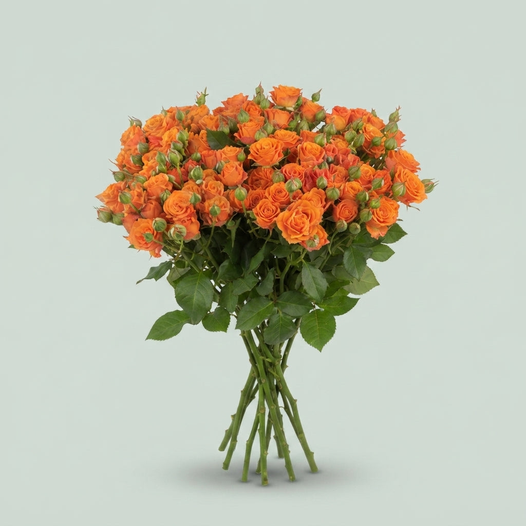 Spray Rose - Rosa - Orange Queen