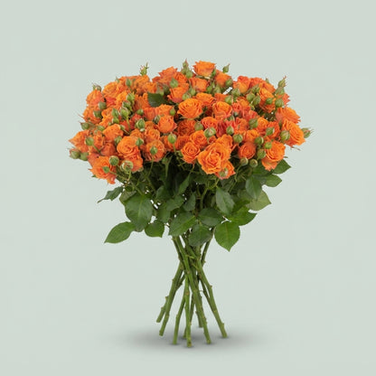Spray Rose - Rosa - Orange Queen
