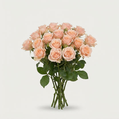 Spray Rose - Rosa - Morning Star