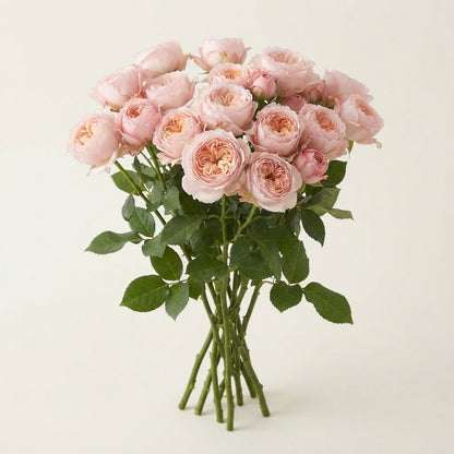 FeedSync:wholesale:d2f67ce8d051ca1594c31c071c9920eafd729a85