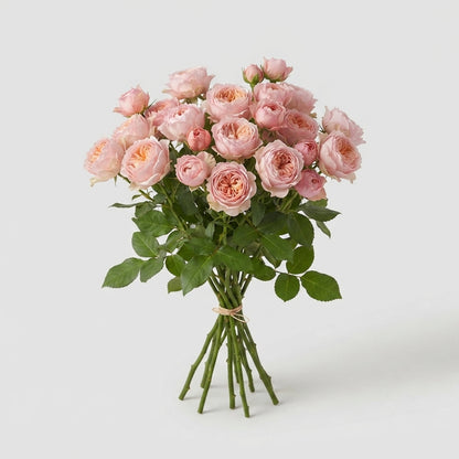 Spray Rose - Rosa - Julietta