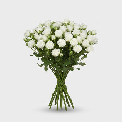 Spray Rose - Rosa - Josephine