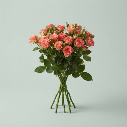 Spray Rose - Rosa - First Date