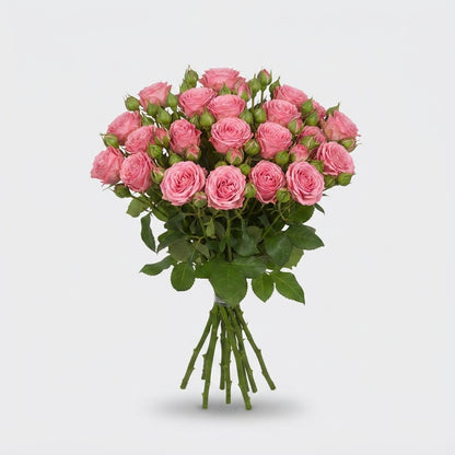 Spray Rose - Rosa - Barbados