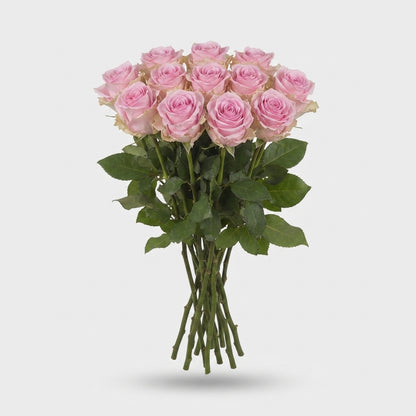 Rose - Rosa - Zaina