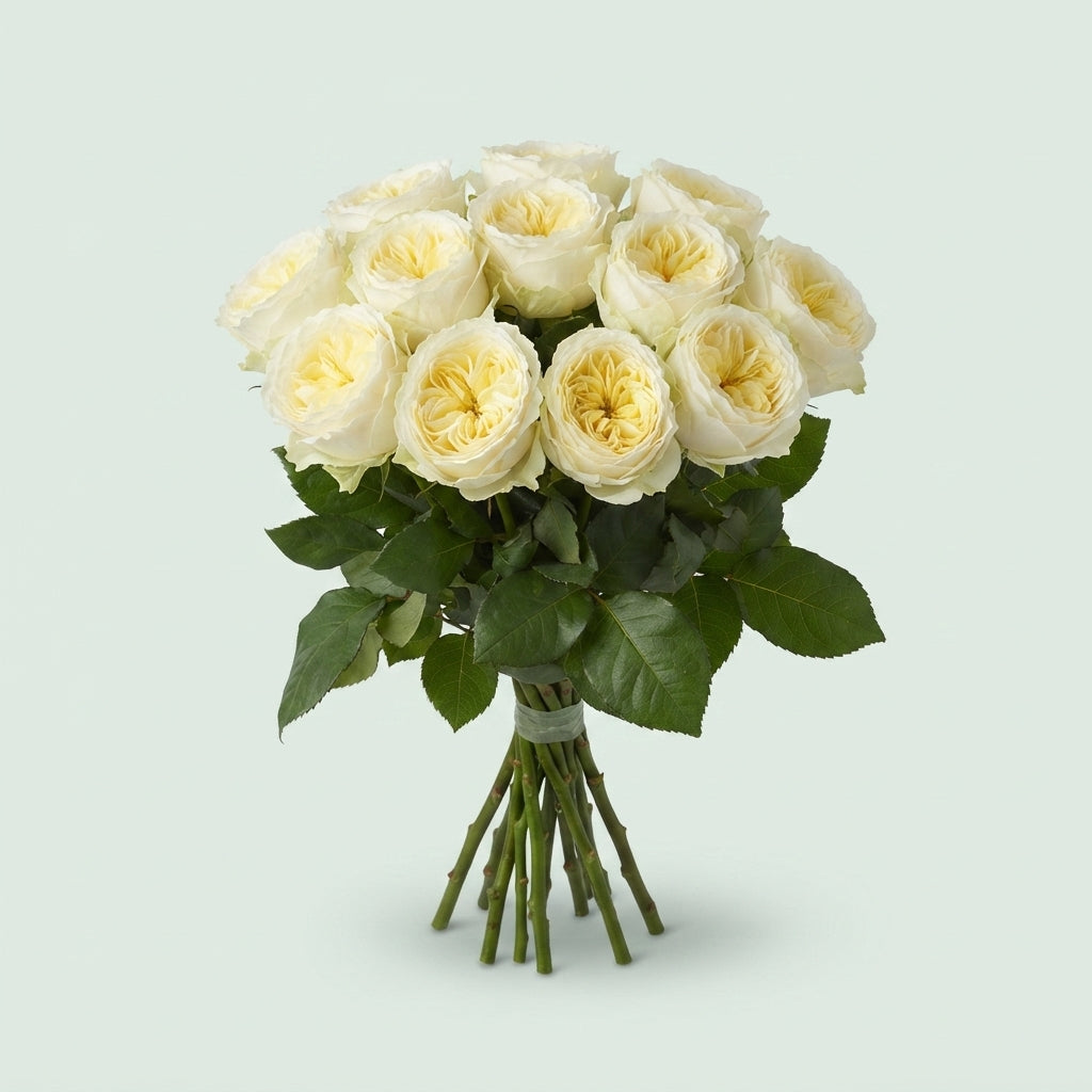 Rose - Rosa - White Vuvuzela