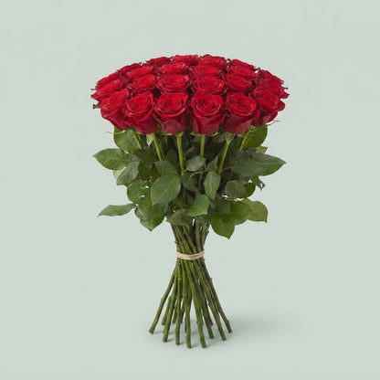 Rose - Rosa - Upper Class