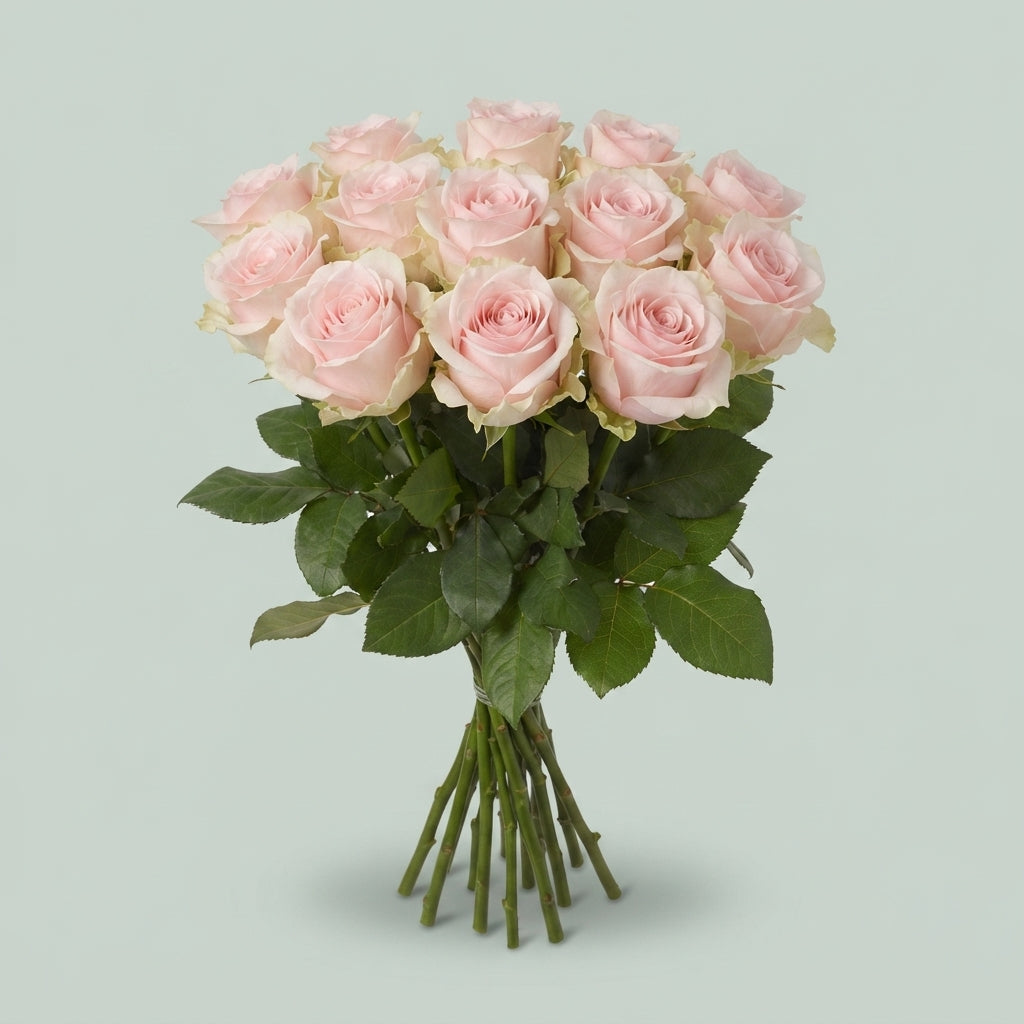 Rose - Rosa - Sweet Caroline