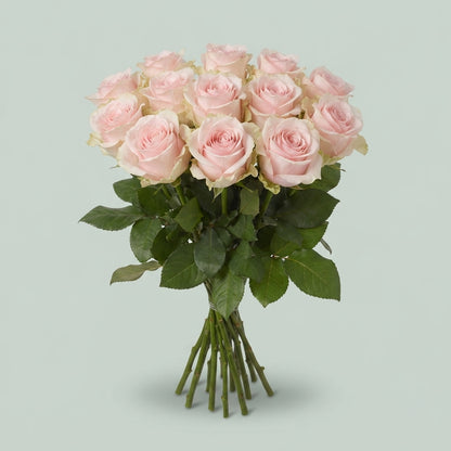 Rose - Rosa - Sweet Caroline