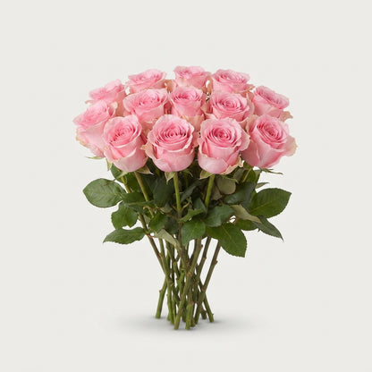 Rose - Rosa - Seductive