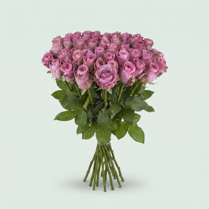 Rose - Rosa - Renaissance
