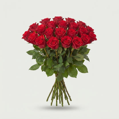 Rose - Rosa - Red Tacazzi+