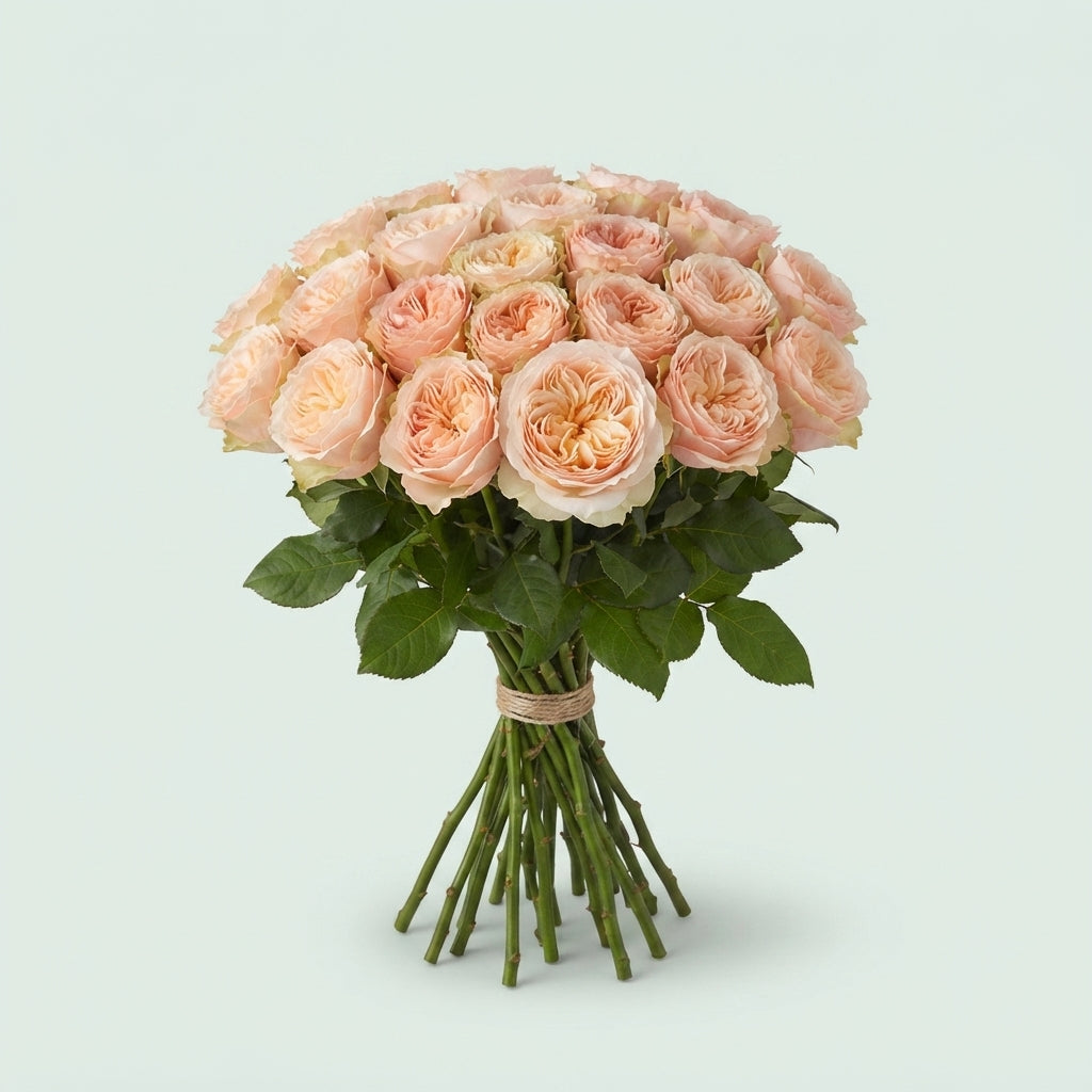 Rose - Priscilla