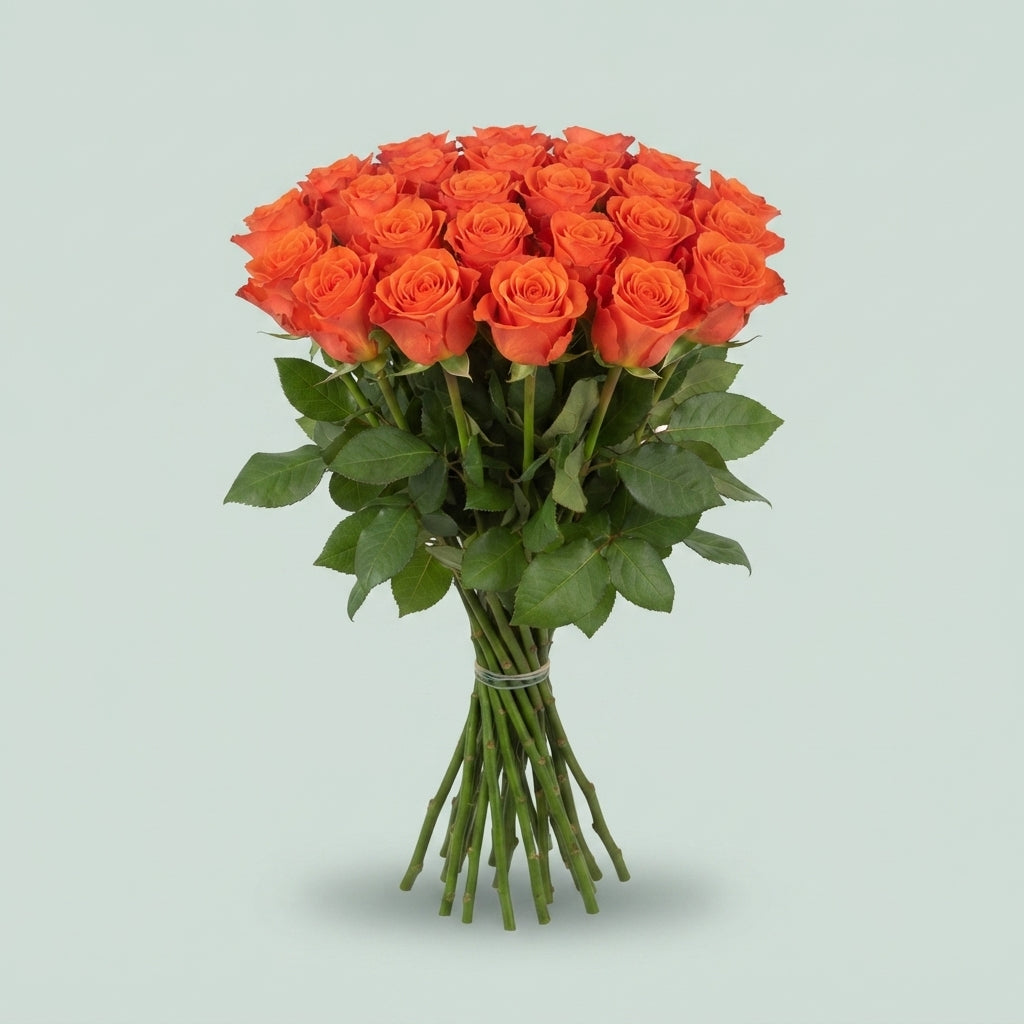 Rose - Rosa - Patz