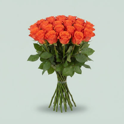Rose - Rosa - Patz