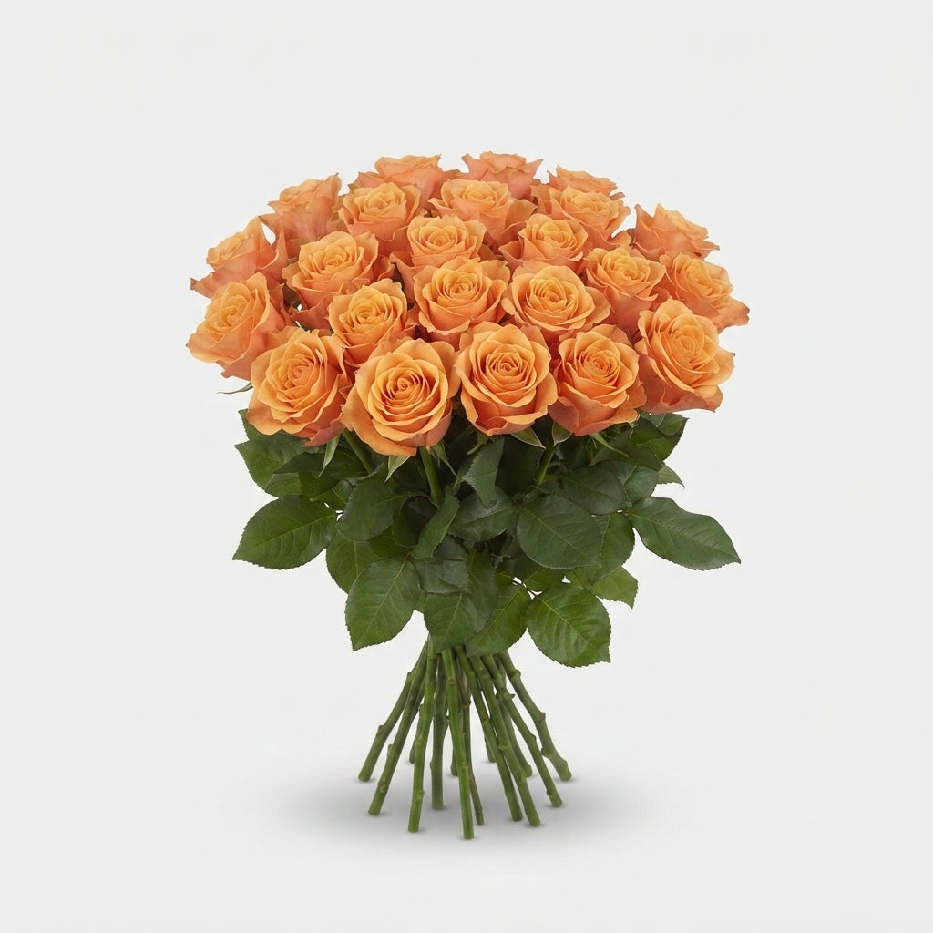 Rose - Rosa - Novi