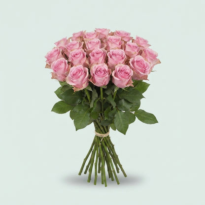 Rose - Rosa - Jessika