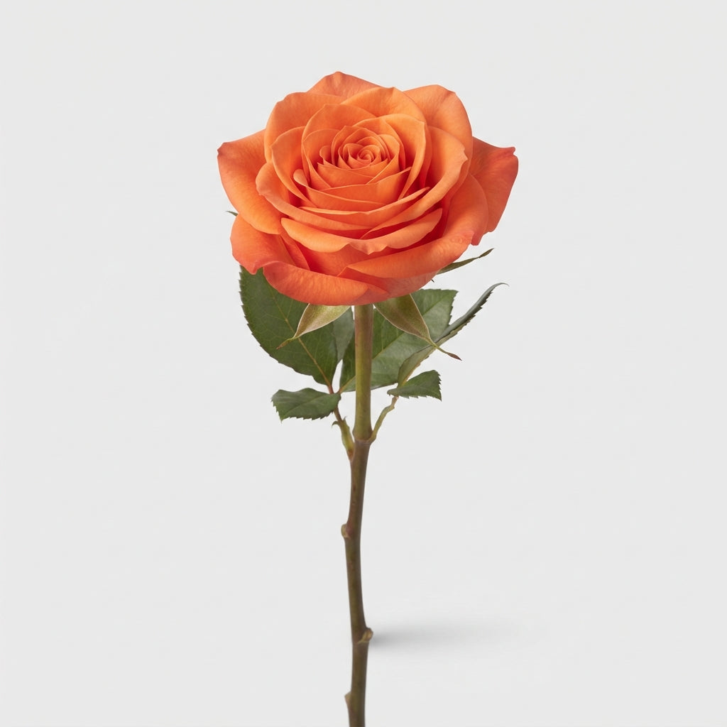 Rose - Rosa - Carpe Diem+