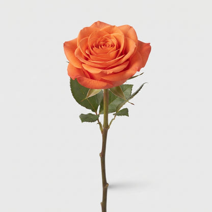 Rose - Rosa - Carpe Diem+