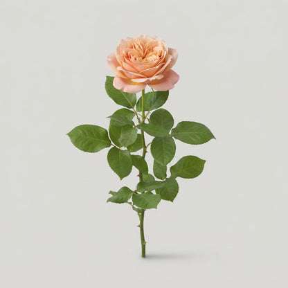 FeedSync:wholesale:b866748d27b668164352820d32cf5f7768173188