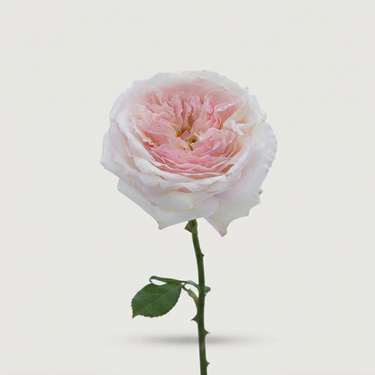Rose - Rosa - Large Flowered
