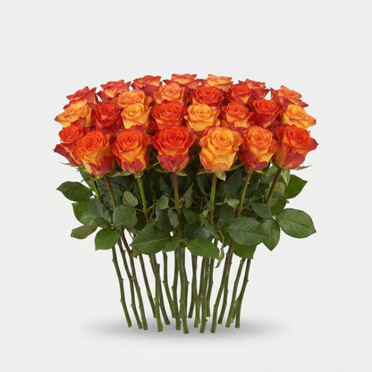 Rose - Rosa - Firefox
