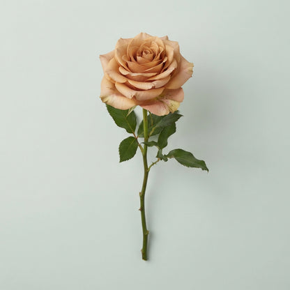 Rose - Rosa - Large Flowered