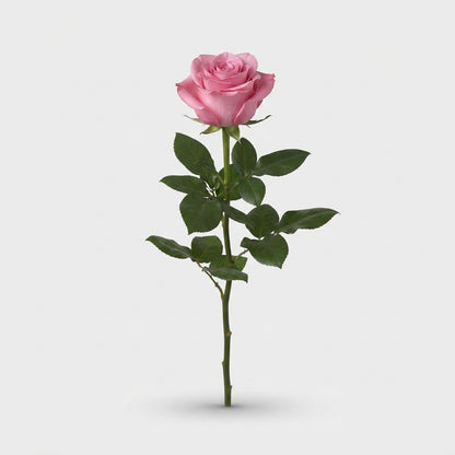 Rose - Rosa - Shimmer