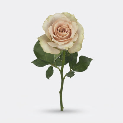 Rose - Rosa - Quicksand