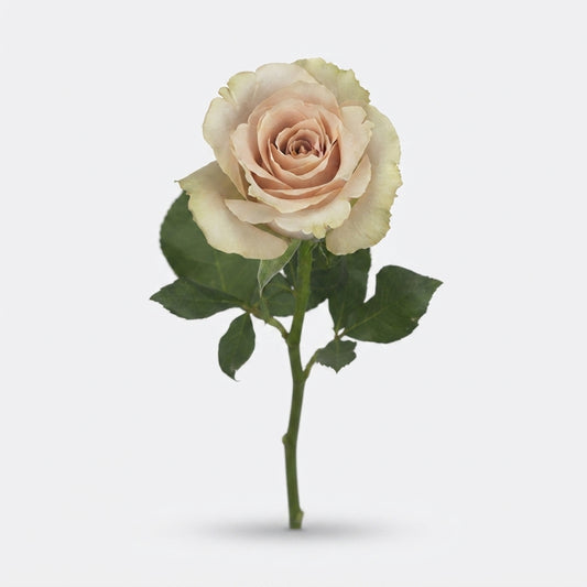 Rose - Rosa - Quicksand