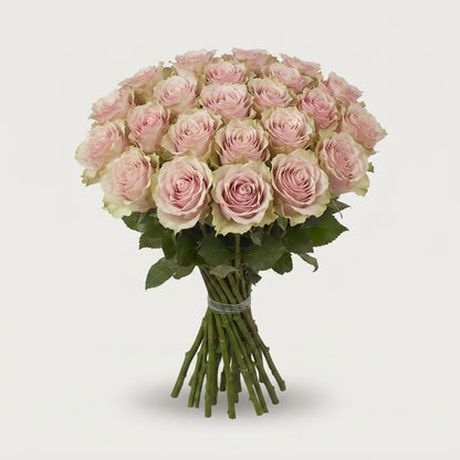 Rose - Rosa - Pink Mondial