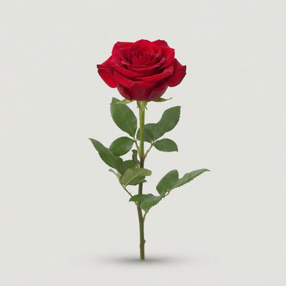 Rose - Rosa - Freedom