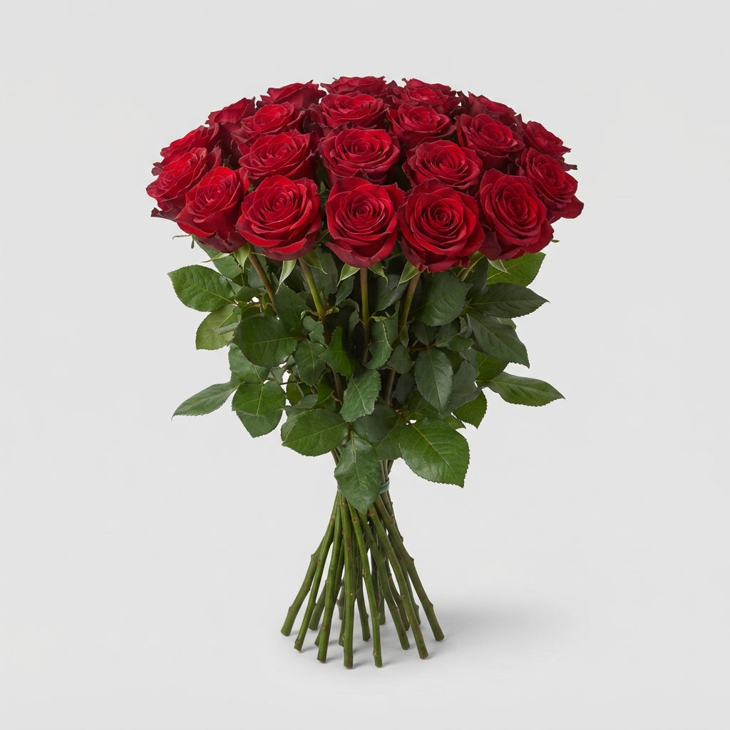Rose - Rosa - Explorer