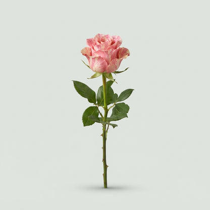 Rose - Rosa - Country Candy