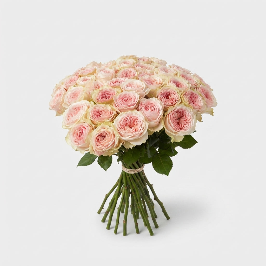 FeedSync:wholesale:3b8a364f1597ea1008c3b0e1bd0c27470821244f