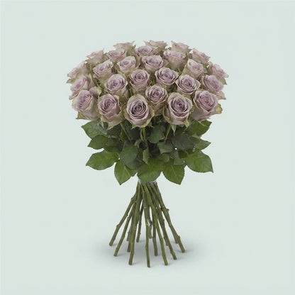 Rose - Rosa - Amnesia