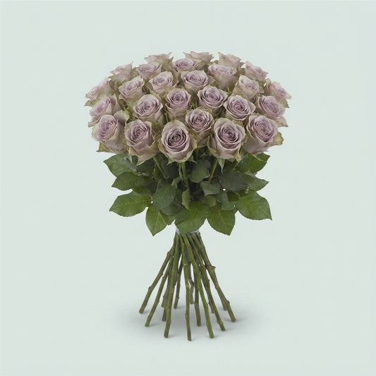 Rose - Rosa - Amnesia
