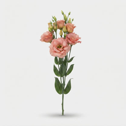 Sabrina Orange Lisianthus Flowers – 70cm Stems