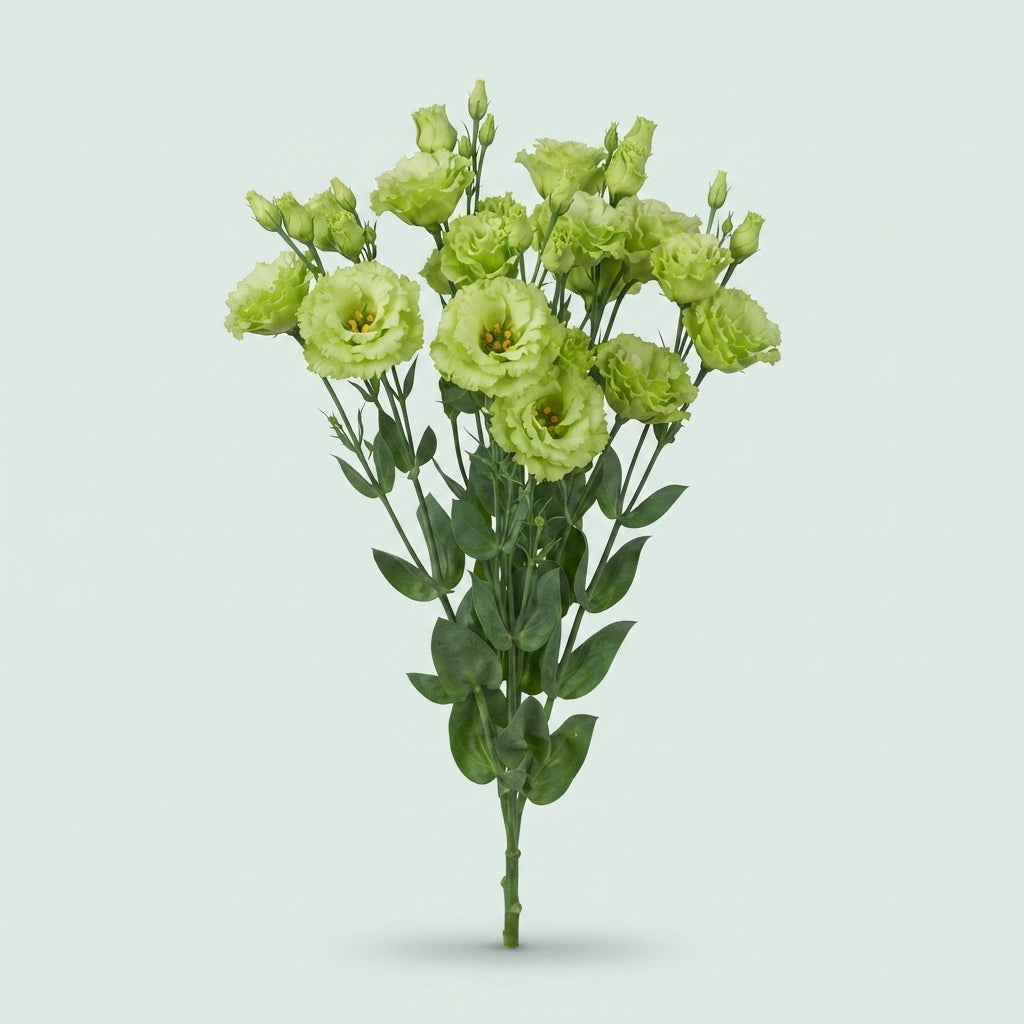 Rosanne Emerald Green Eustoma Cut Flowers – 70cm