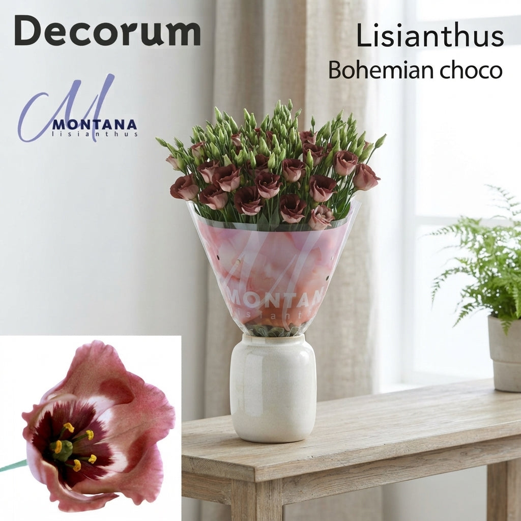 Lisianthus Bohemian Chocolate