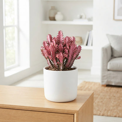 Euphorbia Pink Baron