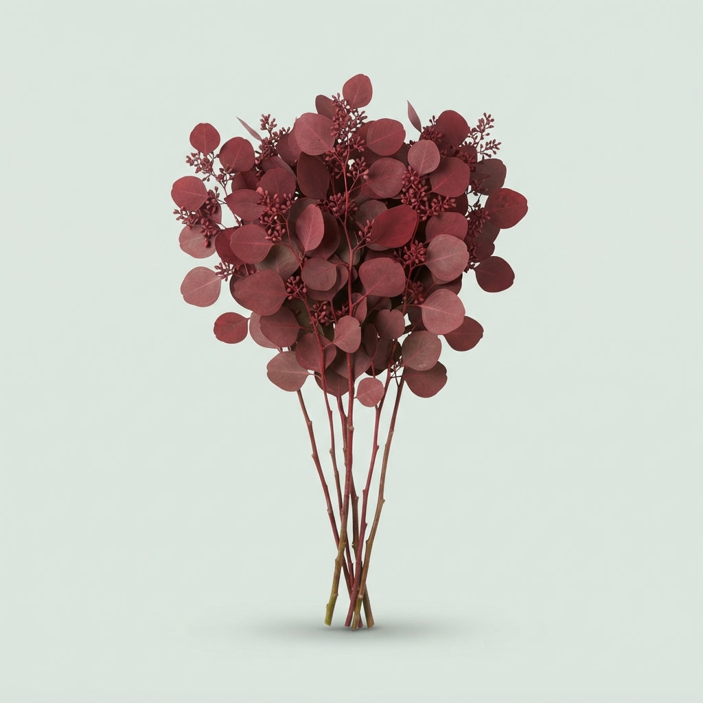 Eucalyptus Populus Dyed Red