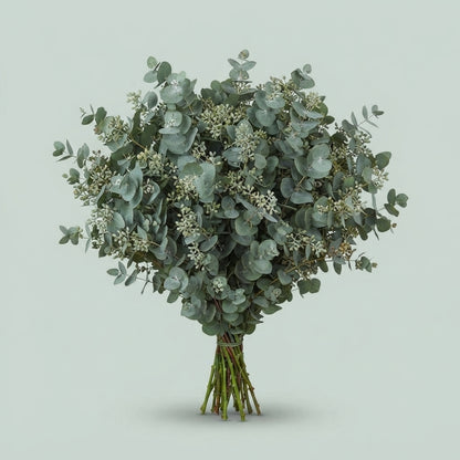 Eucalyptus - Eucalyptus - gunnii