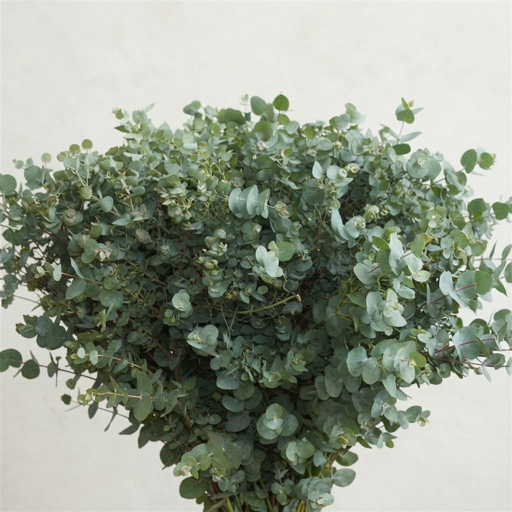 FeedSync:wholesale:a4cf751a7d060a17cb9b83f31ff4be66068c1393