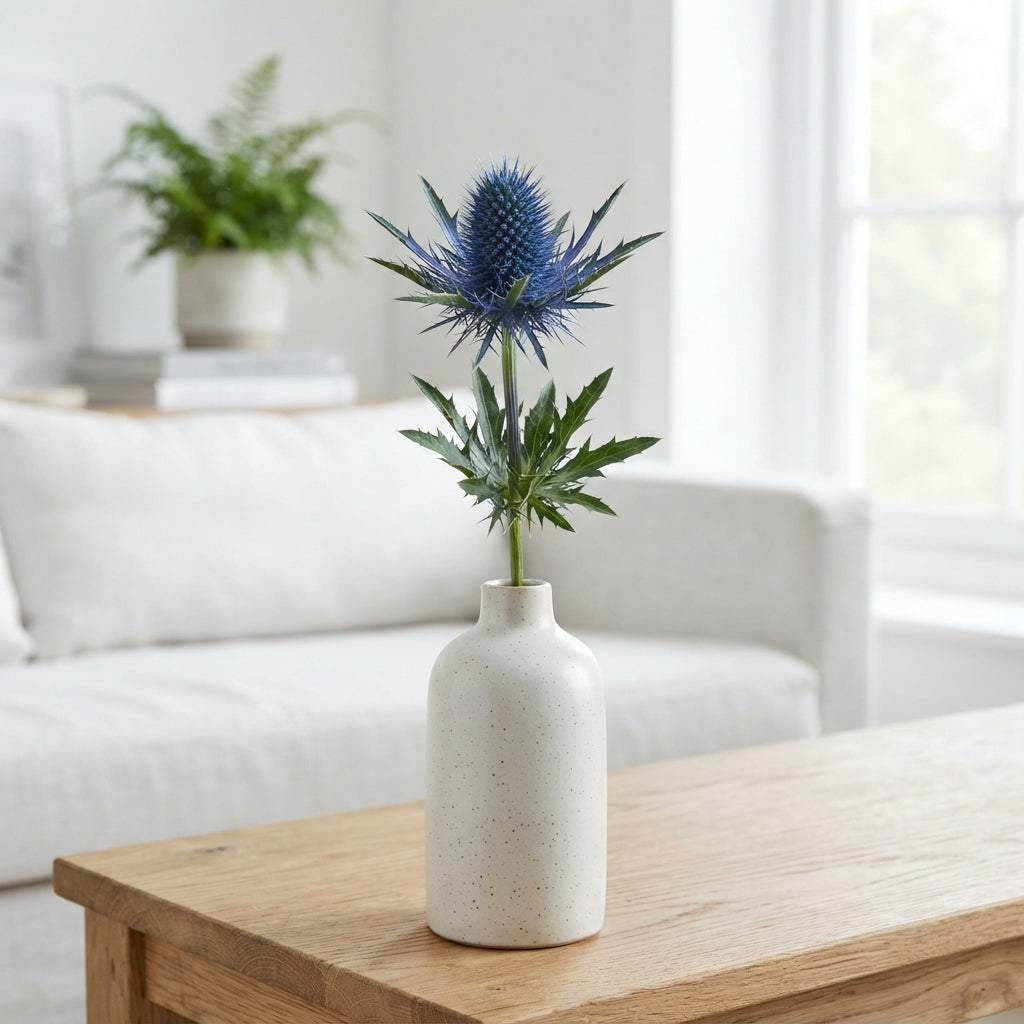 Eryngium Supernova Questar